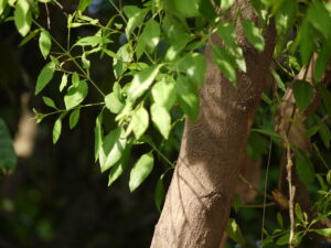 7 Indian Medicinal Trees in Danger - Sandalwood Tree