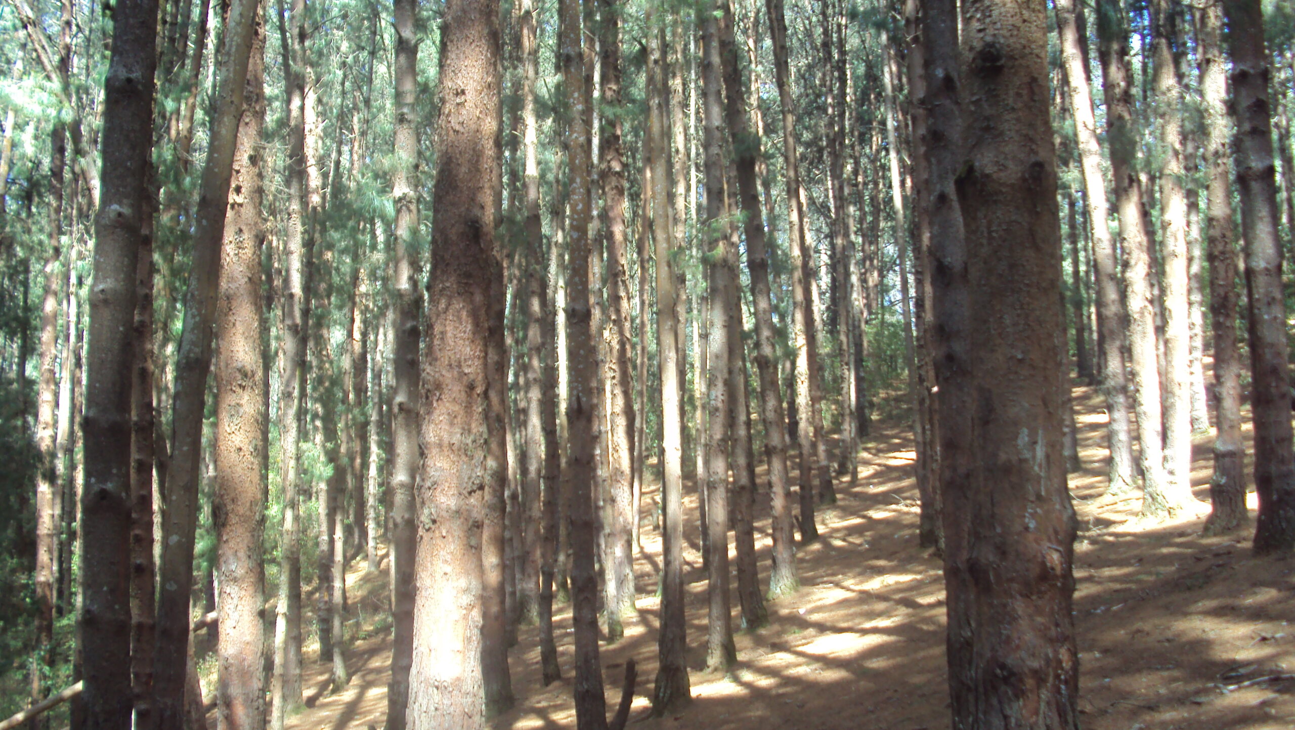 pine forest, Ooty
