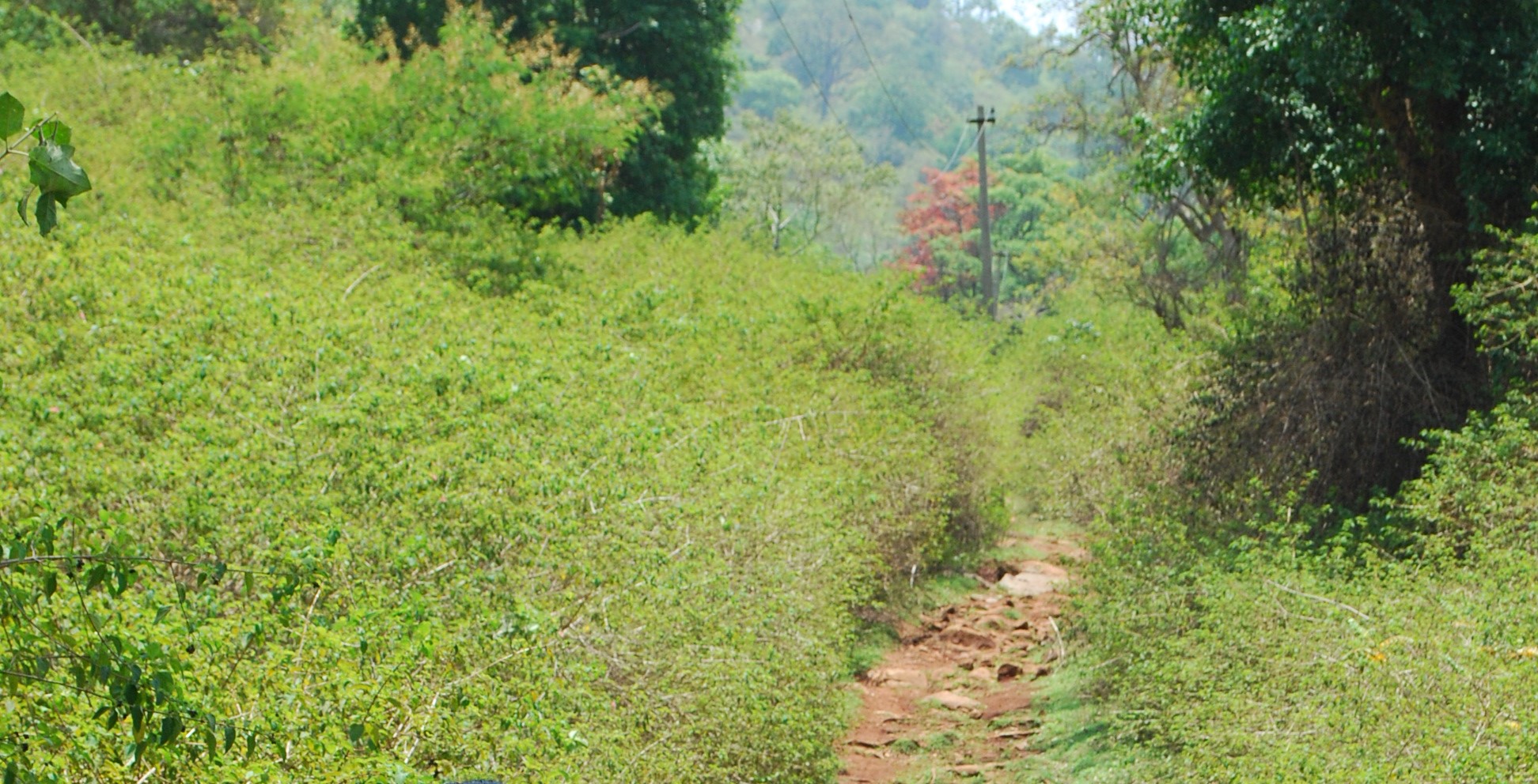 Yelagiri Swamimalai path