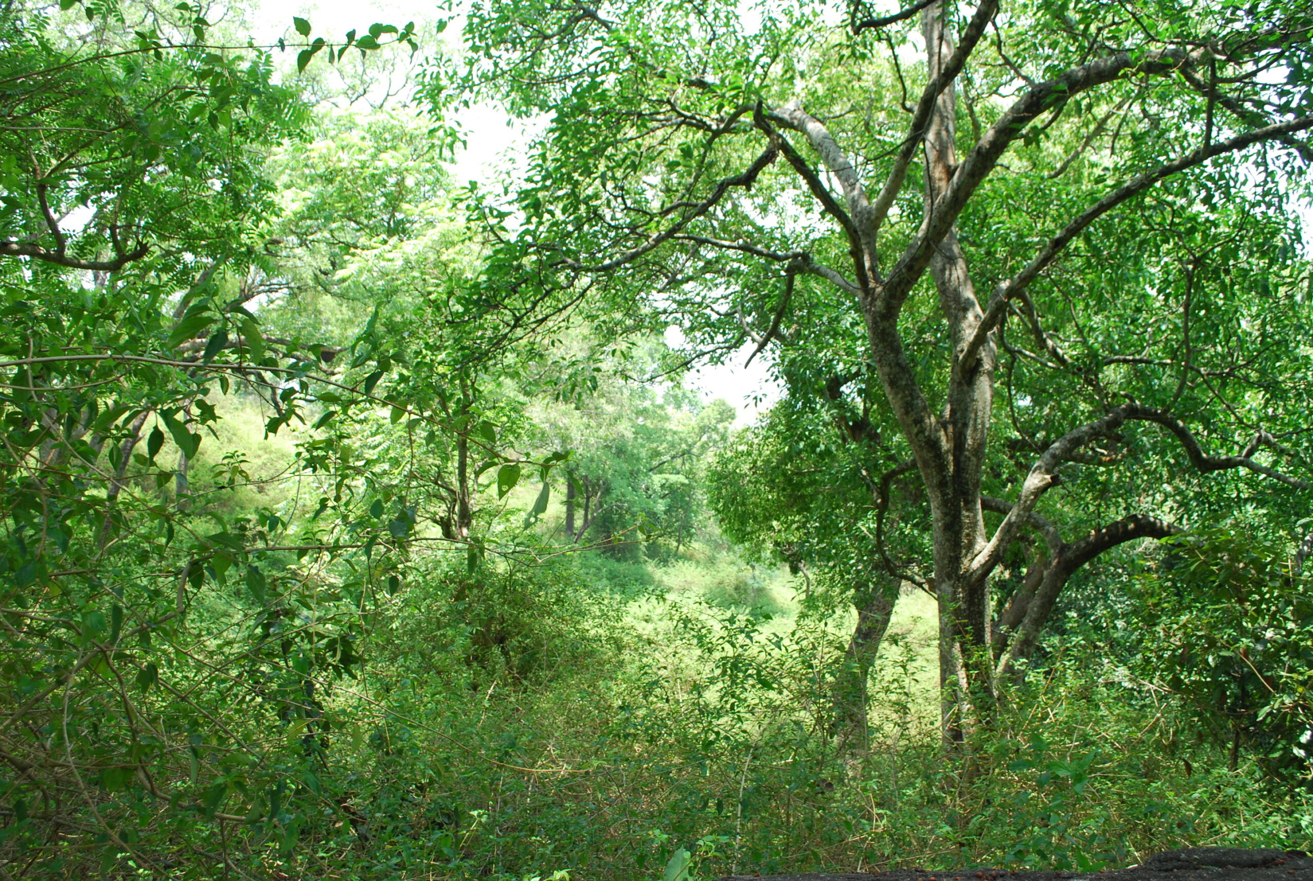 Yelagiri Swamimalai