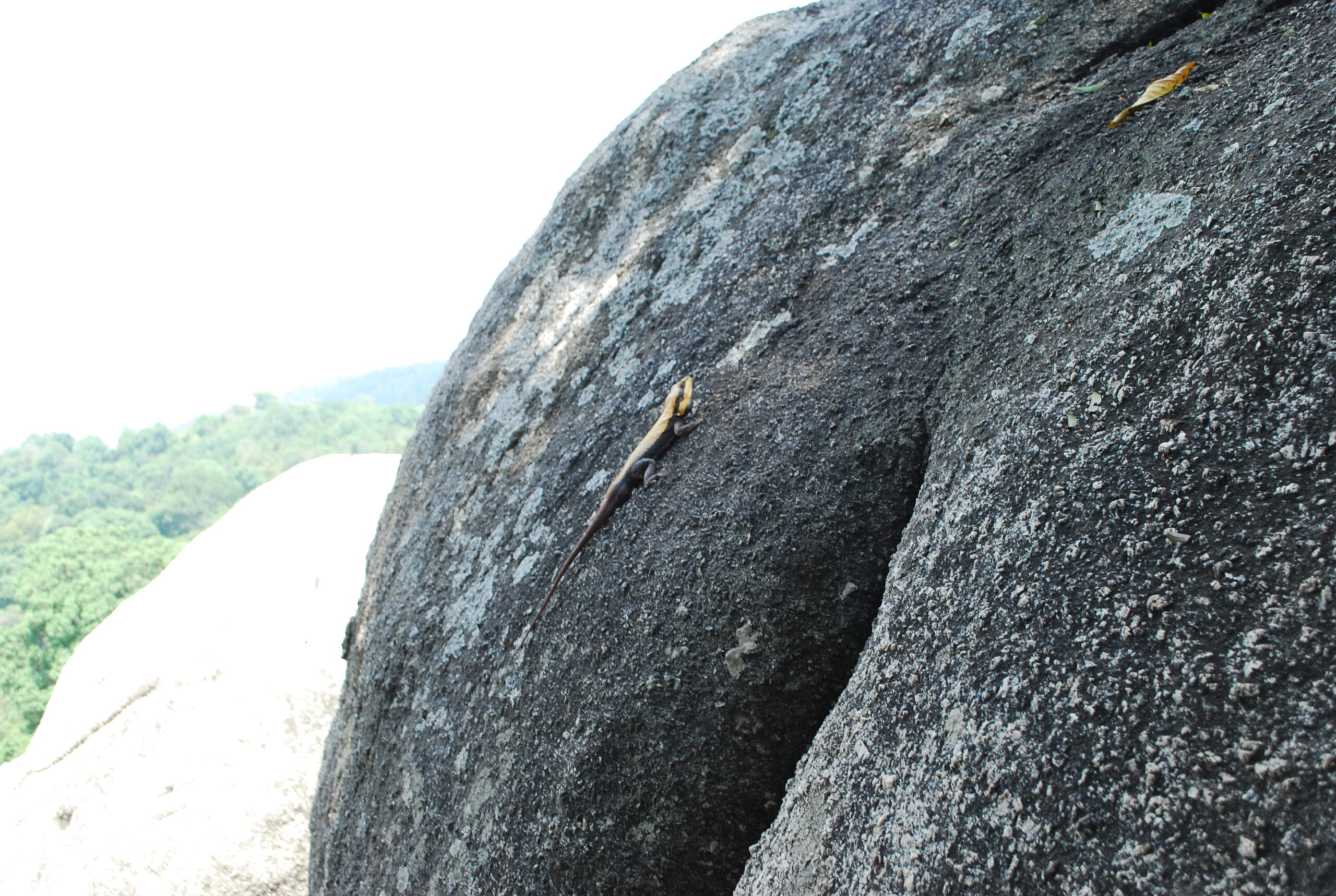 Yelagiri Swamimalai