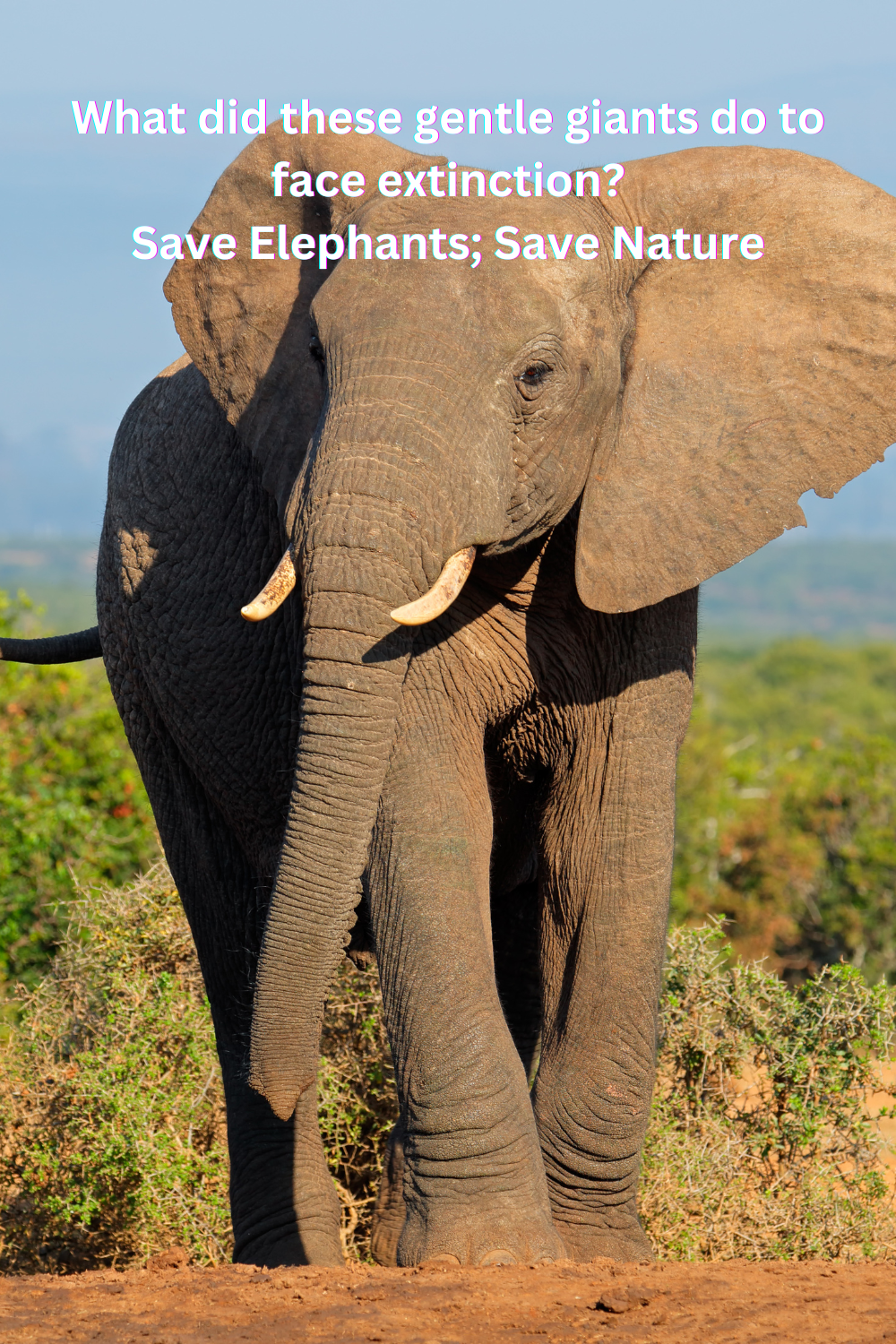 Endangered elephants