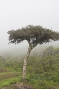 7 Indian Medicinal Trees in Danger
