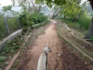 A walk in nature with pet