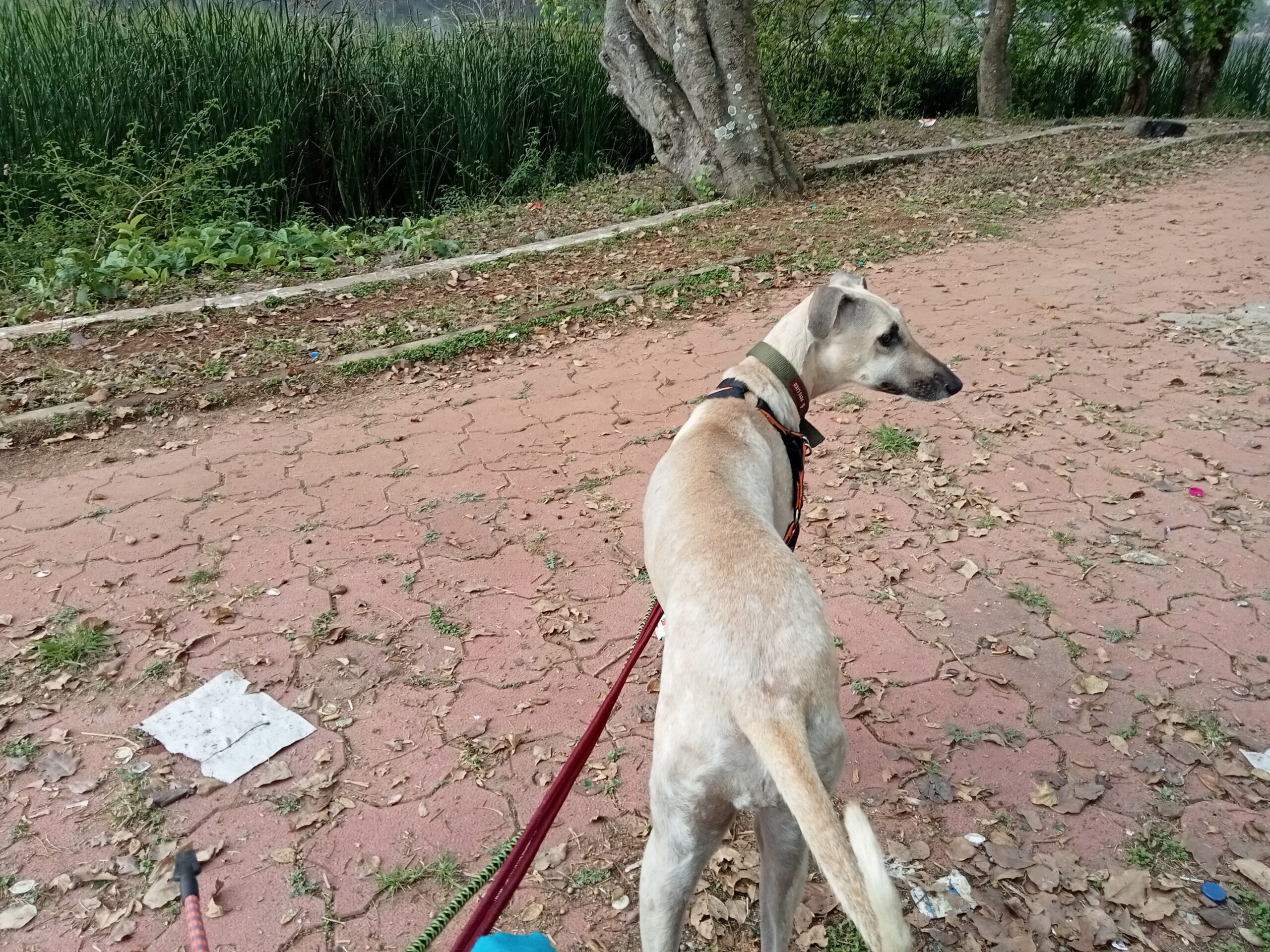 Yelagiri Lake - Walker's Path