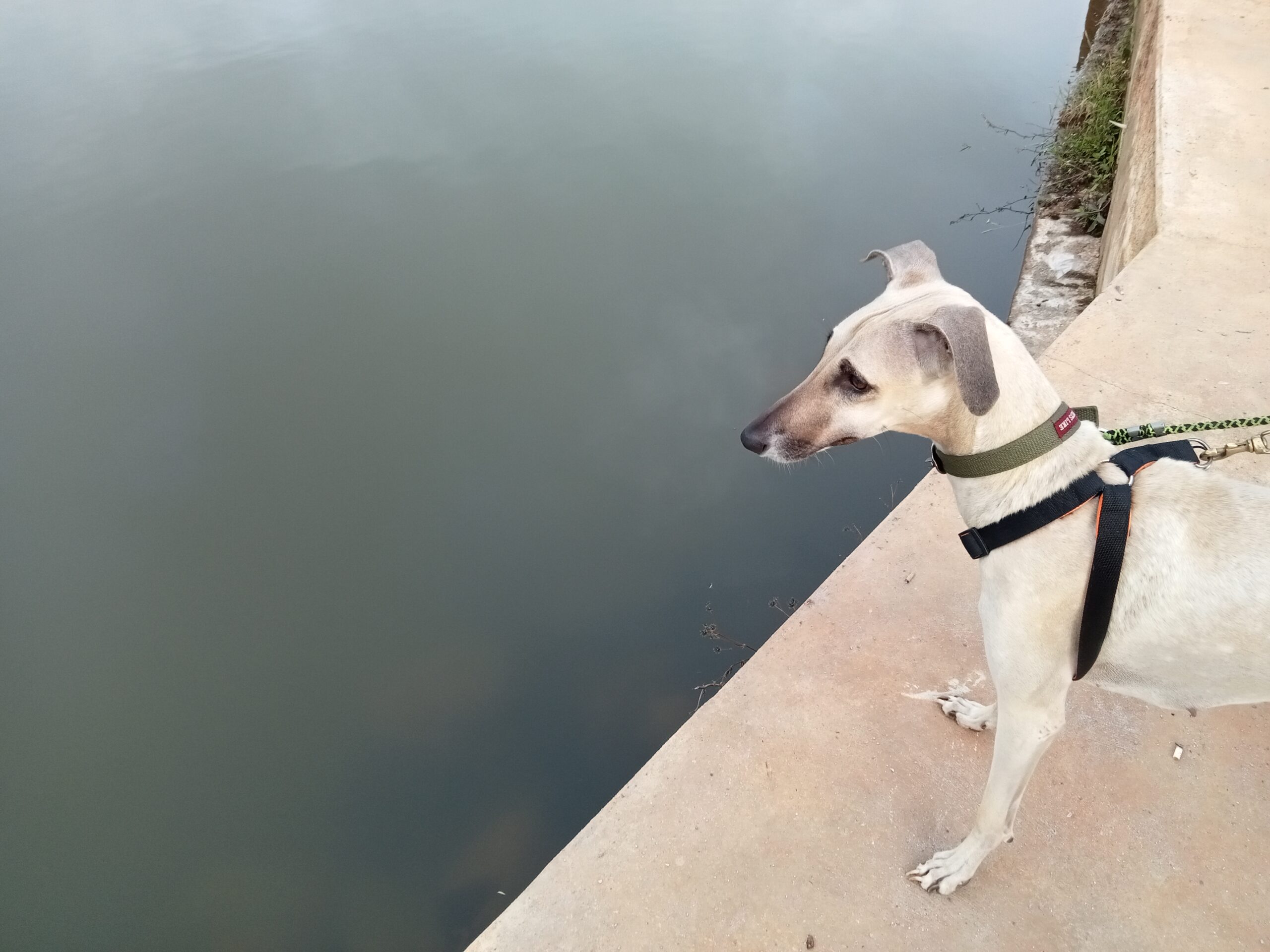 Yelagiri Lake - Walker's Path