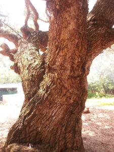 7 Indian Medicinal Trees in Danger - Indian Kino Tree