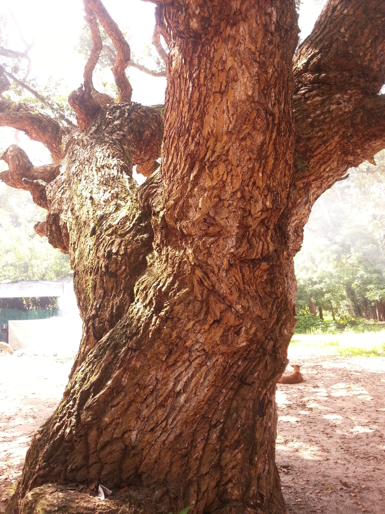 7 Indian Medicinal Trees in Danger - Indian Kino Tree