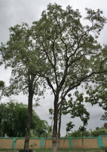 7 Indian Medicinal Trees in Danger - Red Sandalwood Tree