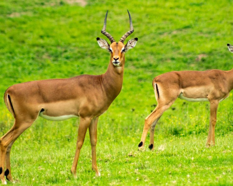 Photo by David Rama: https://www.pexels.com/photo/two-brown-deer-535431/