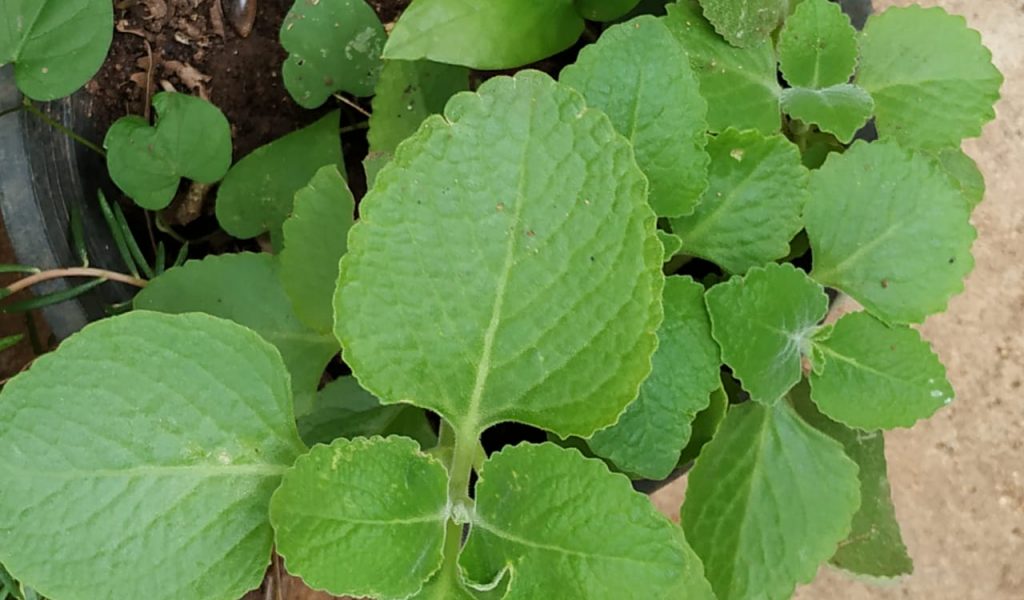 Cuban Oregano