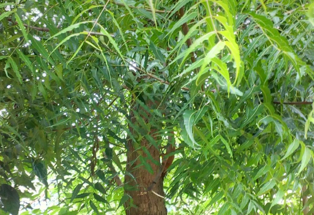 neem-tree-1639620-1600x1600