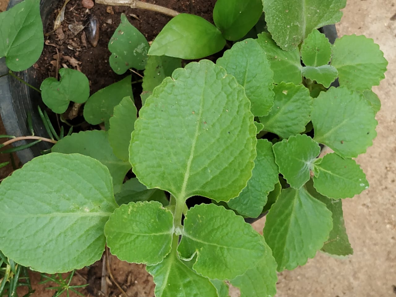 வனப்பு Health Benefits of Cuban Oregano